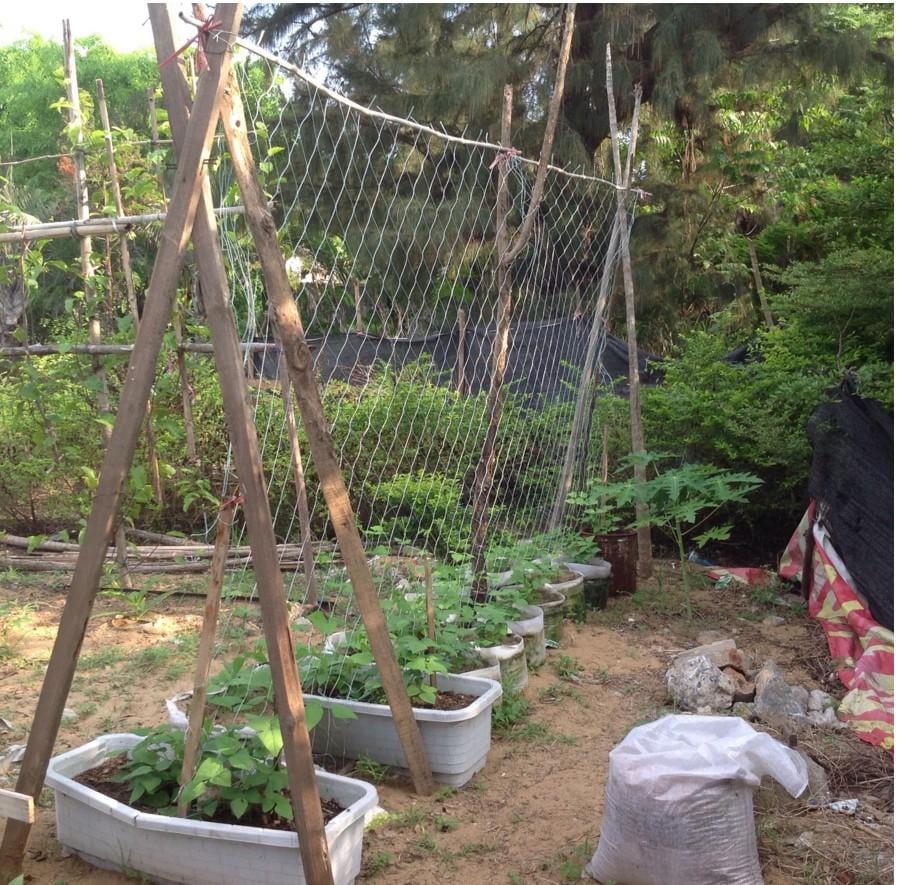 Jardioui Filet de Soutien Premium pour Plantes Grimpantes