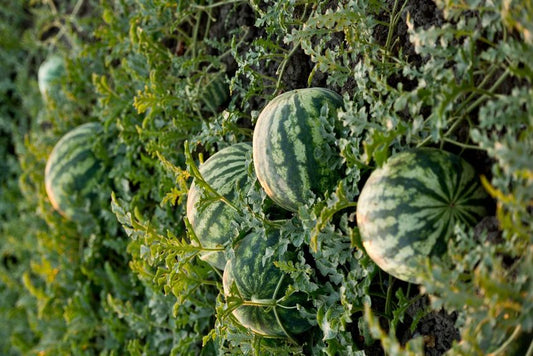 L'association de cultures pour les légumes et les Herbes