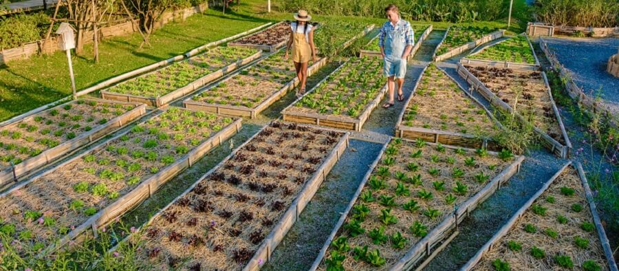 Organiser un Jardin Potager Urbain : Design et Conseils Pratiques 🌱🏙️