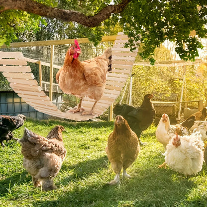 Natuurlijke Hangende Schommel voor Kippen